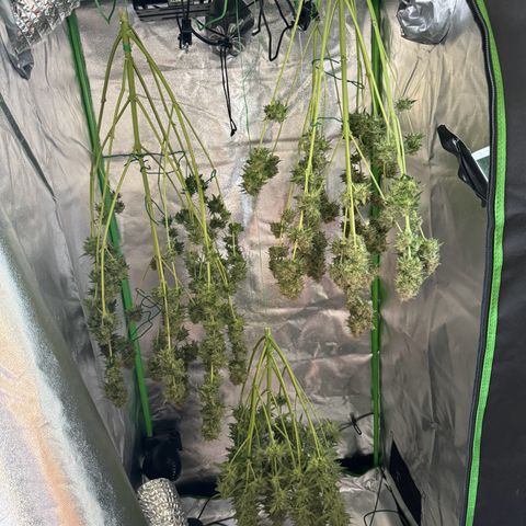 Mercedes growlog timeline photo