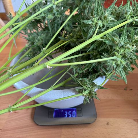 Anna growlog timeline photo