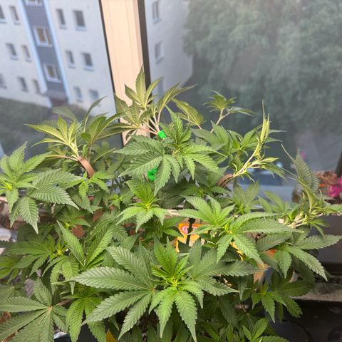 Chrissy growlog timeline photo