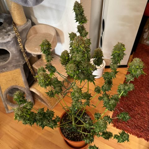 Elsa growlog timeline photo