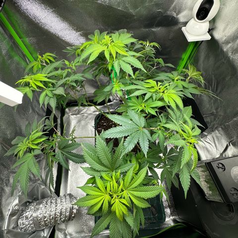 Chrissy growlog timeline photo