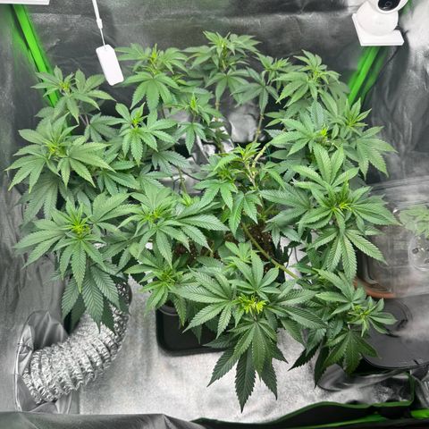 Chrissy growlog timeline photo