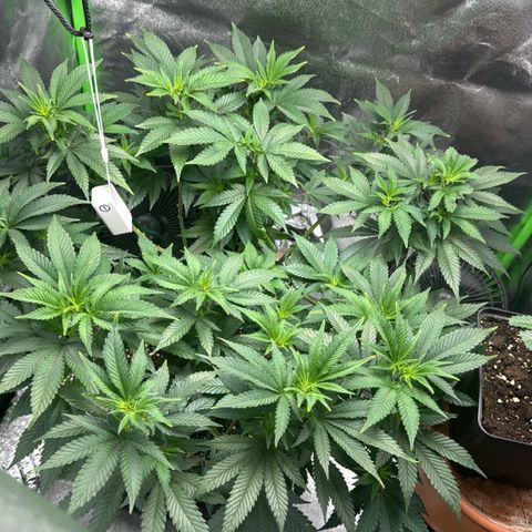 Chrissy growlog timeline photo