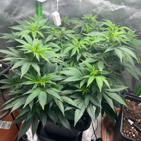 Chrissy growlog timeline photo
