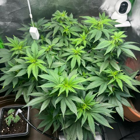 Chrissy growlog timeline photo