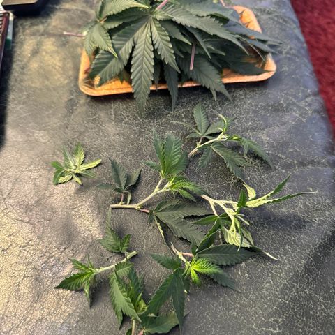 Chrissy growlog timeline photo