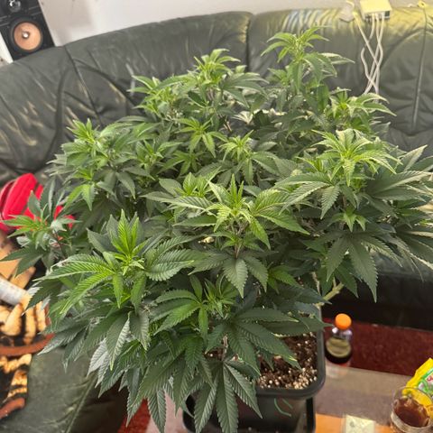 Chrissy growlog timeline photo