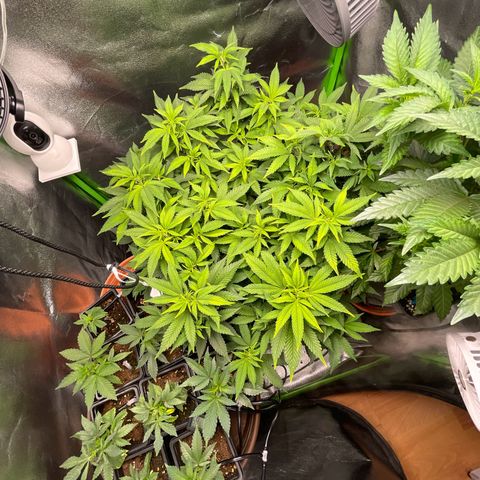 Chrissy growlog timeline photo