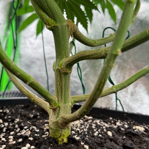 Chrissy growlog timeline photo