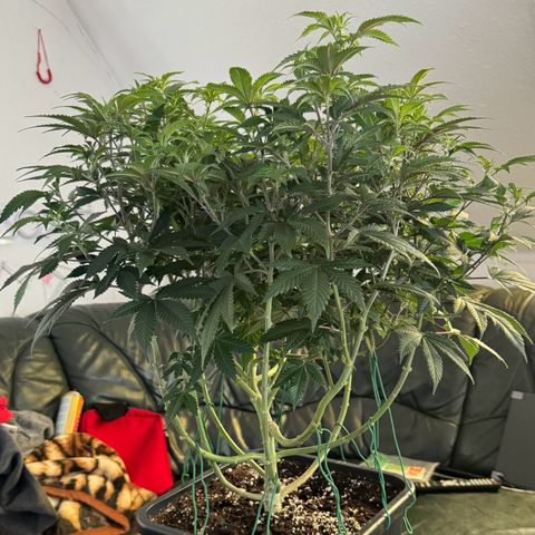 Chrissy growlog timeline photo