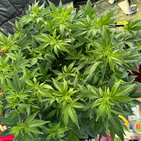 Chrissy growlog timeline photo