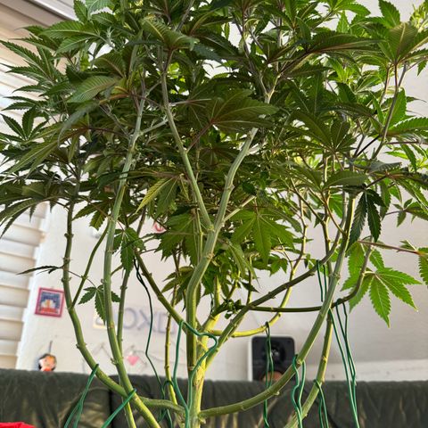 Chrissy growlog timeline photo