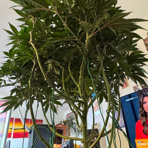 Chrissy growlog timeline photo
