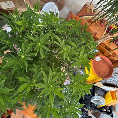 Chrissy growlog timeline photo