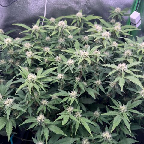 Chrissy growlog timeline photo