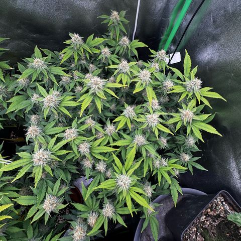 Chrissy growlog timeline photo