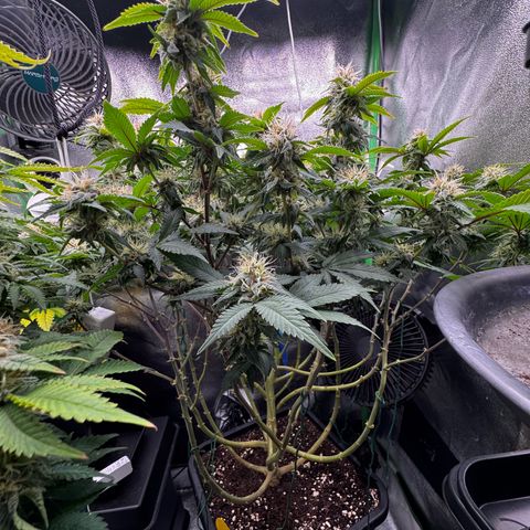 Chrissy growlog timeline photo