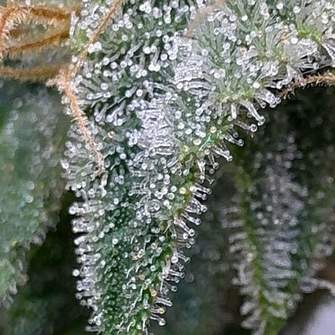 Chrissy growlog timeline photo