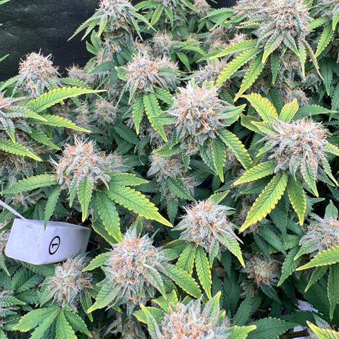 Chrissy growlog timeline photo