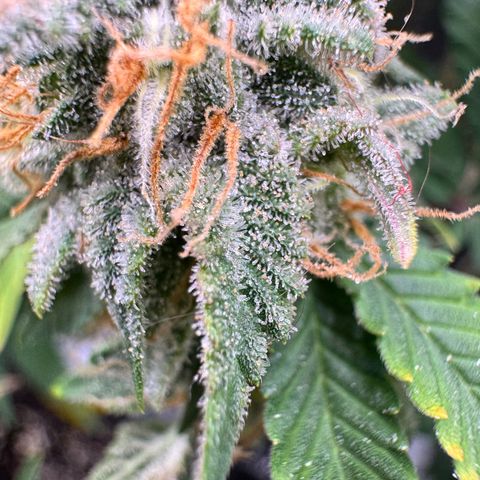 Chrissy growlog timeline photo