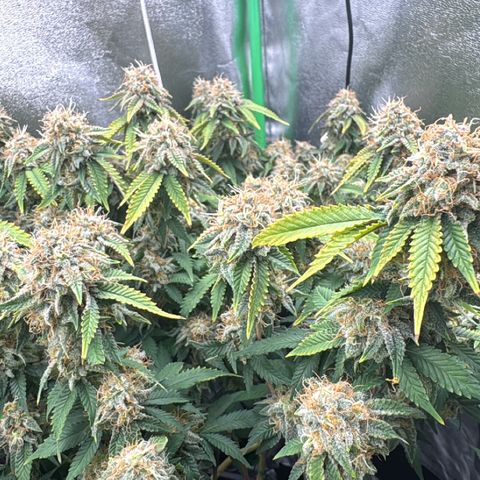 Chrissy growlog timeline photo