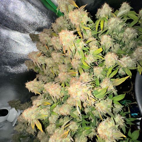 Chrissy growlog timeline photo