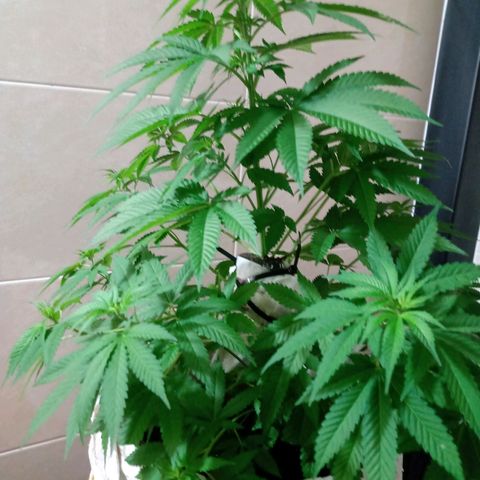 Moby D. Robin 💜 growlog photo: Esqueje tradicional 