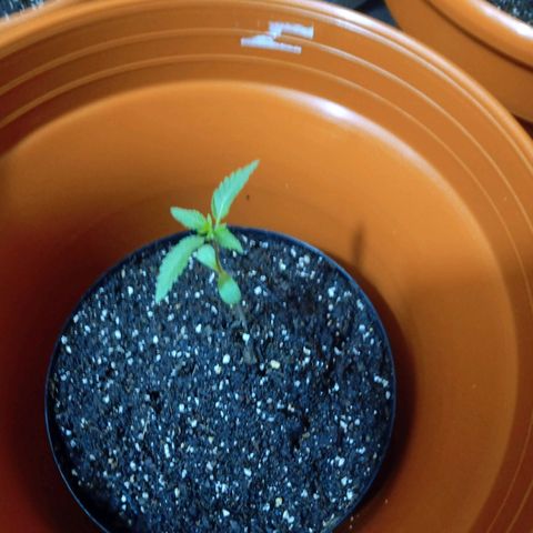 Rudi Marianola 🐲 growlog timeline photo