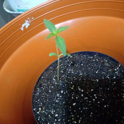 Sativina 423 🔥 growlog timeline photo