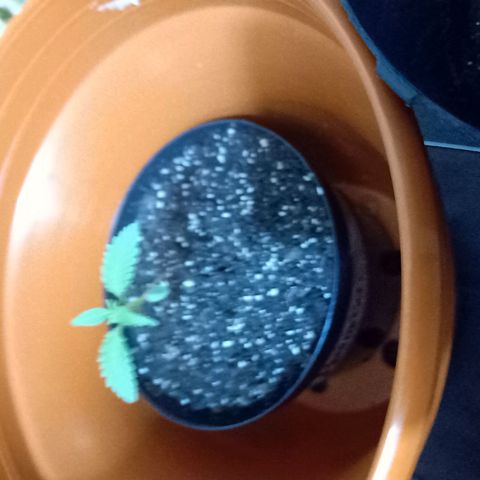 Florinda Hermosa 🌺 growlog timeline photo