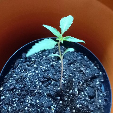 Florinda Hermosa 🌺 growlog timeline photo