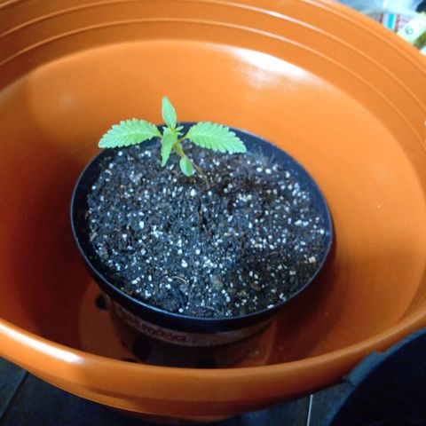 Florinda Hermosa 🌺 growlog timeline photo