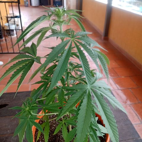 Florinda Hermosa 🌺 growlog photo: 1 semana floración 