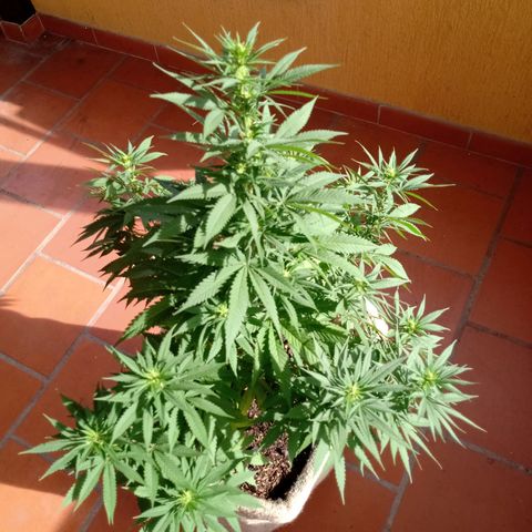Moby D. Robin 💜 growlog photo: 2 semana floración 