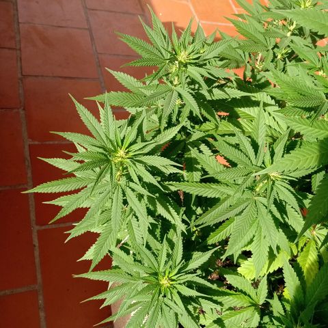 Moby D. Robin 💜 growlog photo: 2 semana floración 