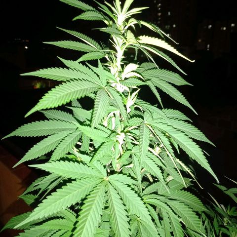 Moby D. Robin 💜 growlog photo: Se me olvidó hacer el seguimiento jijiji