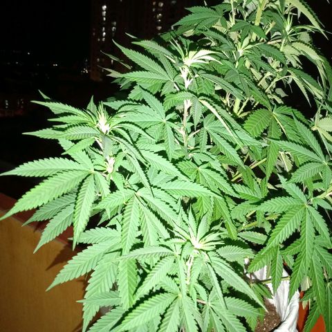 Moby D. Robin 💜 growlog photo: Se me olvidó hacer el seguimiento jijiji