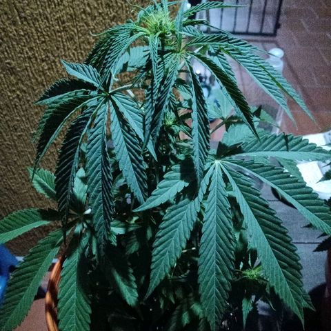 Florinda Hermosa 🌺 growlog timeline photo