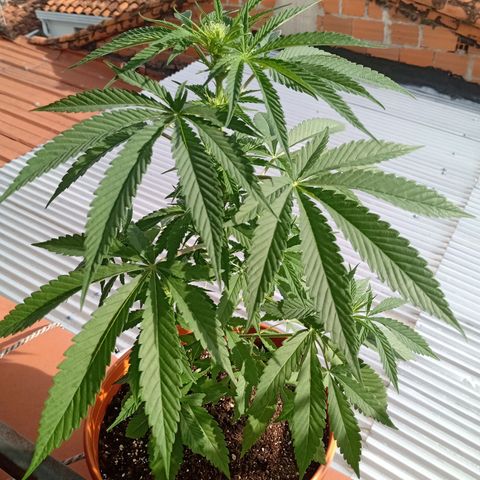 Florinda Hermosa 🌺 growlog timeline photo