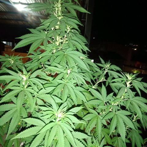 Moby D. Robin 💜 growlog photo: Se me olvidó hacer el seguimiento jijiji