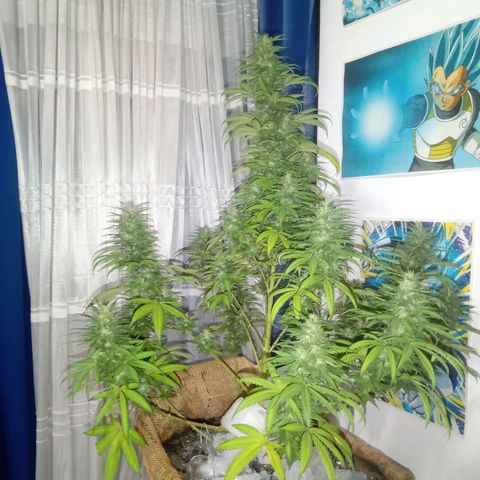 Moby D. Robin 💜 growlog photo: Ya casi la corto 