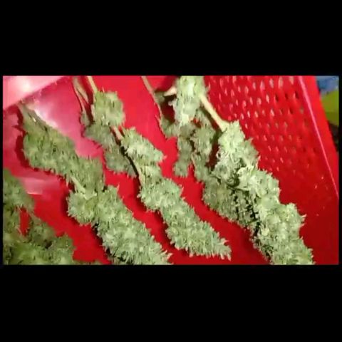 Moby D. Robin 💜 growlog timeline photo