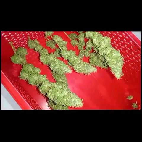 Moby D. Robin 💜 growlog timeline photo