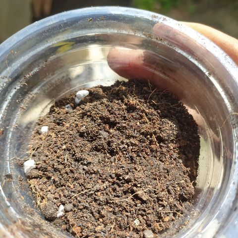 Frisian Duck (Dutch Passion) growlog timeline photo