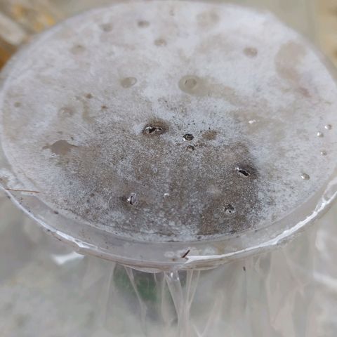 Frisian Duck (Dutch Passion) growlog timeline photo