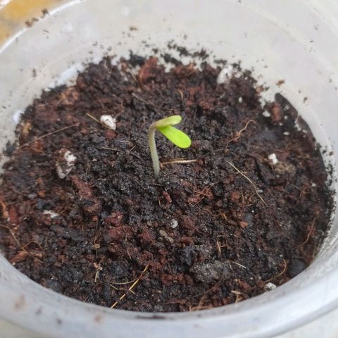 Frisian Duck (Dutch Passion) growlog timeline photo