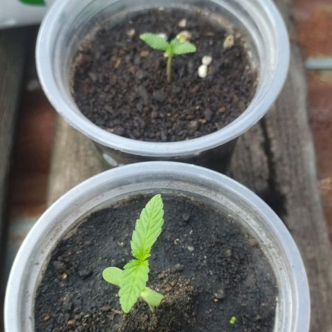 Frisian Duck (Dutch Passion) growlog timeline photo