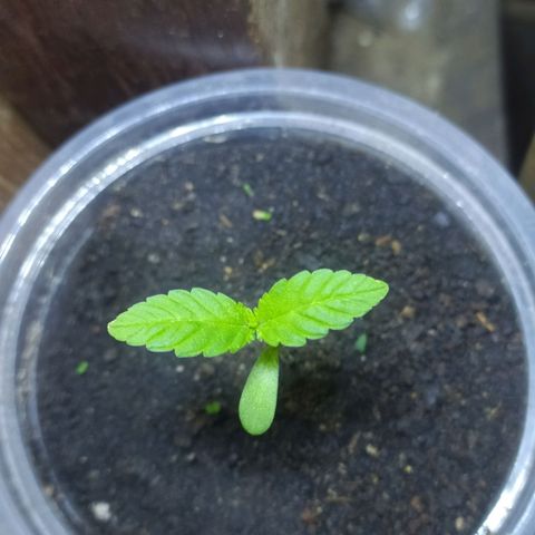 Frisian Duck (Dutch Passion) growlog timeline photo