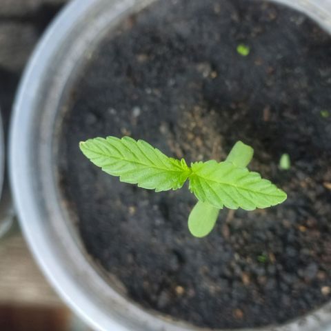 Frisian Duck (Dutch Passion) growlog timeline photo