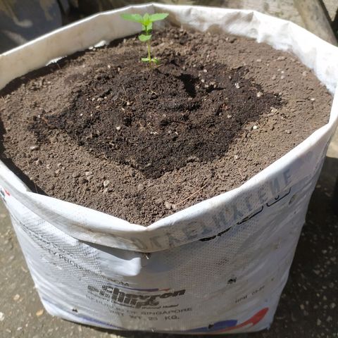 Frisian Duck (Dutch Passion) growlog timeline photo